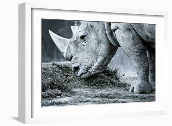 White Rhino In Black And White Eating-goinyk-Framed Photographic Print