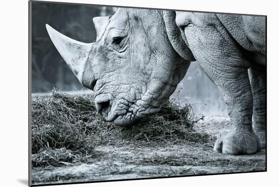 White Rhino In Black And White Eating-goinyk-Mounted Photographic Print