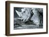 White Rhino In Black And White Eating-goinyk-Framed Photographic Print