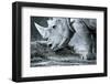 White Rhino In Black And White Eating-goinyk-Framed Photographic Print