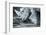 White Rhino In Black And White Eating-goinyk-Framed Photographic Print