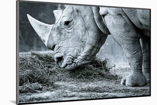 White Rhino In Black And White Eating-goinyk-Mounted Photographic Print