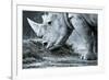 White Rhino In Black And White Eating-goinyk-Framed Photographic Print