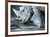 White Rhino In Black And White Eating-goinyk-Framed Photographic Print