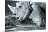 White Rhino In Black And White Eating-goinyk-Mounted Photographic Print