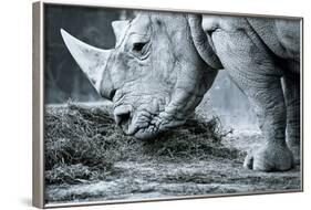 White Rhino In Black And White Eating-goinyk-Framed Photographic Print