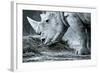 White Rhino In Black And White Eating-goinyk-Framed Photographic Print