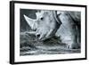 White Rhino In Black And White Eating-goinyk-Framed Photographic Print