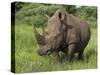 White Rhino, Pilanesberg Game Reserve, North West Province, South Africa, Africa-Ann & Steve Toon-Stretched Canvas