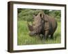 White Rhino, Pilanesberg Game Reserve, North West Province, South Africa, Africa-Ann & Steve Toon-Framed Photographic Print