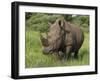 White Rhino, Pilanesberg Game Reserve, North West Province, South Africa, Africa-Ann & Steve Toon-Framed Photographic Print