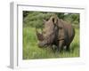 White Rhino, Pilanesberg Game Reserve, North West Province, South Africa, Africa-Ann & Steve Toon-Framed Photographic Print