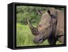 White Rhino, Pilanesberg Game Reserve, North West Province, South Africa, Africa-Ann & Steve Toon-Framed Stretched Canvas