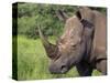 White Rhino, Pilanesberg Game Reserve, North West Province, South Africa, Africa-Ann & Steve Toon-Stretched Canvas