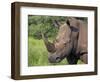 White Rhino, Pilanesberg Game Reserve, North West Province, South Africa, Africa-Ann & Steve Toon-Framed Photographic Print