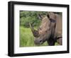 White Rhino, Pilanesberg Game Reserve, North West Province, South Africa, Africa-Ann & Steve Toon-Framed Photographic Print