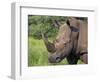 White Rhino, Pilanesberg Game Reserve, North West Province, South Africa, Africa-Ann & Steve Toon-Framed Photographic Print