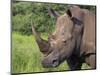 White Rhino, Pilanesberg Game Reserve, North West Province, South Africa, Africa-Ann & Steve Toon-Mounted Photographic Print