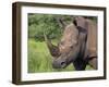 White Rhino, Pilanesberg Game Reserve, North West Province, South Africa, Africa-Ann & Steve Toon-Framed Photographic Print