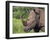 White Rhino, Pilanesberg Game Reserve, North West Province, South Africa, Africa-Ann & Steve Toon-Framed Photographic Print