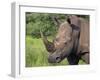 White Rhino, Pilanesberg Game Reserve, North West Province, South Africa, Africa-Ann & Steve Toon-Framed Photographic Print