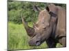 White Rhino, Pilanesberg Game Reserve, North West Province, South Africa, Africa-Ann & Steve Toon-Mounted Photographic Print