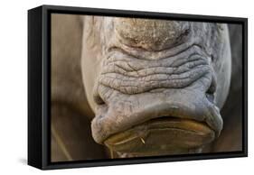 White Rhino, Sabi Sabi Reserve, South Africa-Paul Souders-Framed Stretched Canvas