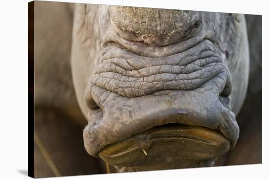 White Rhino, Sabi Sabi Reserve, South Africa-Paul Souders-Stretched Canvas