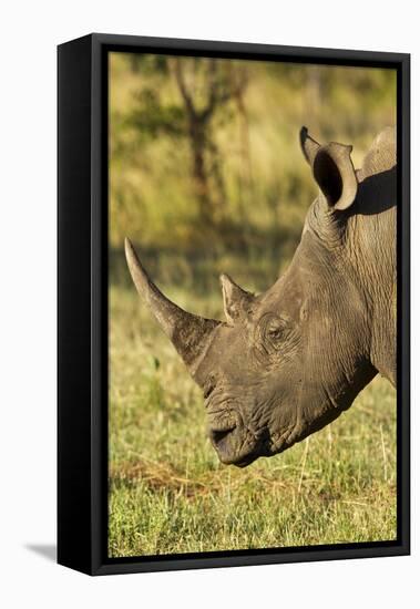 White Rhino, Sabi Sabi Reserve, South Africa-Paul Souders-Framed Stretched Canvas