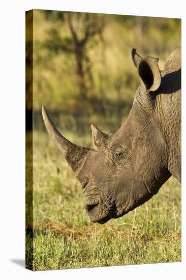 White Rhino, Sabi Sabi Reserve, South Africa-Paul Souders-Stretched Canvas