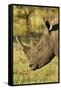 White Rhino, Sabi Sabi Reserve, South Africa-Paul Souders-Framed Stretched Canvas