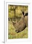 White Rhino, Sabi Sabi Reserve, South Africa-Paul Souders-Framed Premium Photographic Print