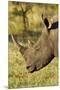 White Rhino, Sabi Sabi Reserve, South Africa-Paul Souders-Mounted Premium Photographic Print