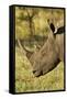 White Rhino, Sabi Sabi Reserve, South Africa-Paul Souders-Framed Stretched Canvas