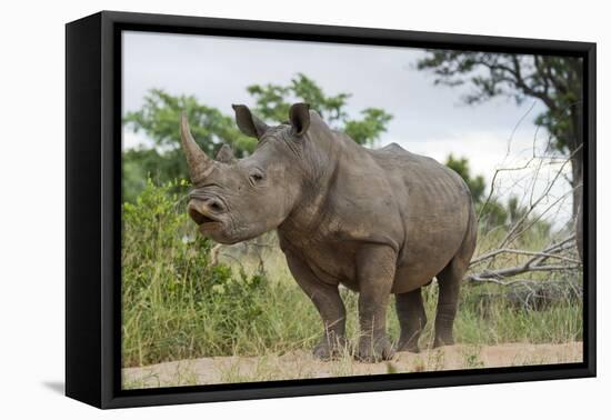 White Rhino, Sabi Sabi Reserve, South Africa-Paul Souders-Framed Stretched Canvas