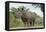 White Rhino, Sabi Sabi Reserve, South Africa-Paul Souders-Framed Stretched Canvas