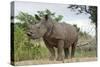 White Rhino, Sabi Sabi Reserve, South Africa-Paul Souders-Stretched Canvas