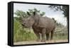 White Rhino, Sabi Sabi Reserve, South Africa-Paul Souders-Framed Stretched Canvas