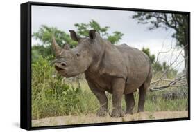 White Rhino, Sabi Sabi Reserve, South Africa-Paul Souders-Framed Stretched Canvas