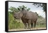 White Rhino, Sabi Sabi Reserve, South Africa-Paul Souders-Framed Stretched Canvas