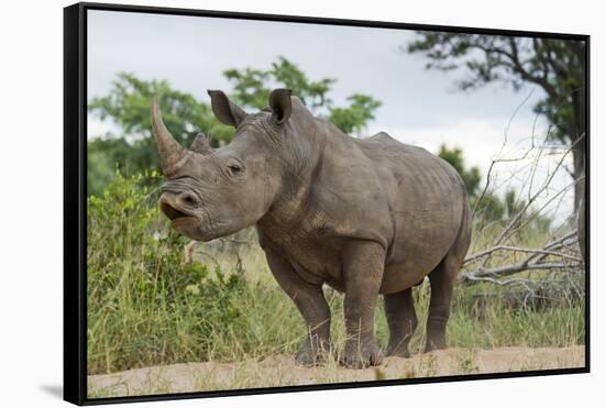 White Rhino, Sabi Sabi Reserve, South Africa-Paul Souders-Framed Stretched Canvas