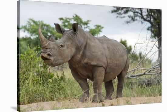 White Rhino, Sabi Sabi Reserve, South Africa-Paul Souders-Stretched Canvas