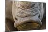 White Rhino, Sabi Sabi Reserve, South Africa-Paul Souders-Mounted Photographic Print