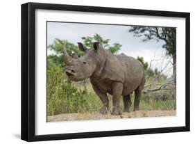 White Rhino, Sabi Sabi Reserve, South Africa-Paul Souders-Framed Photographic Print