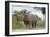 White Rhino, Sabi Sabi Reserve, South Africa-Paul Souders-Framed Photographic Print