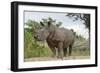 White Rhino, Sabi Sabi Reserve, South Africa-Paul Souders-Framed Photographic Print