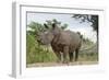 White Rhino, Sabi Sabi Reserve, South Africa-Paul Souders-Framed Photographic Print