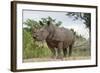 White Rhino, Sabi Sabi Reserve, South Africa-Paul Souders-Framed Photographic Print