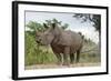 White Rhino, Sabi Sabi Reserve, South Africa-Paul Souders-Framed Photographic Print