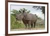 White Rhino, Sabi Sabi Reserve, South Africa-Paul Souders-Framed Photographic Print